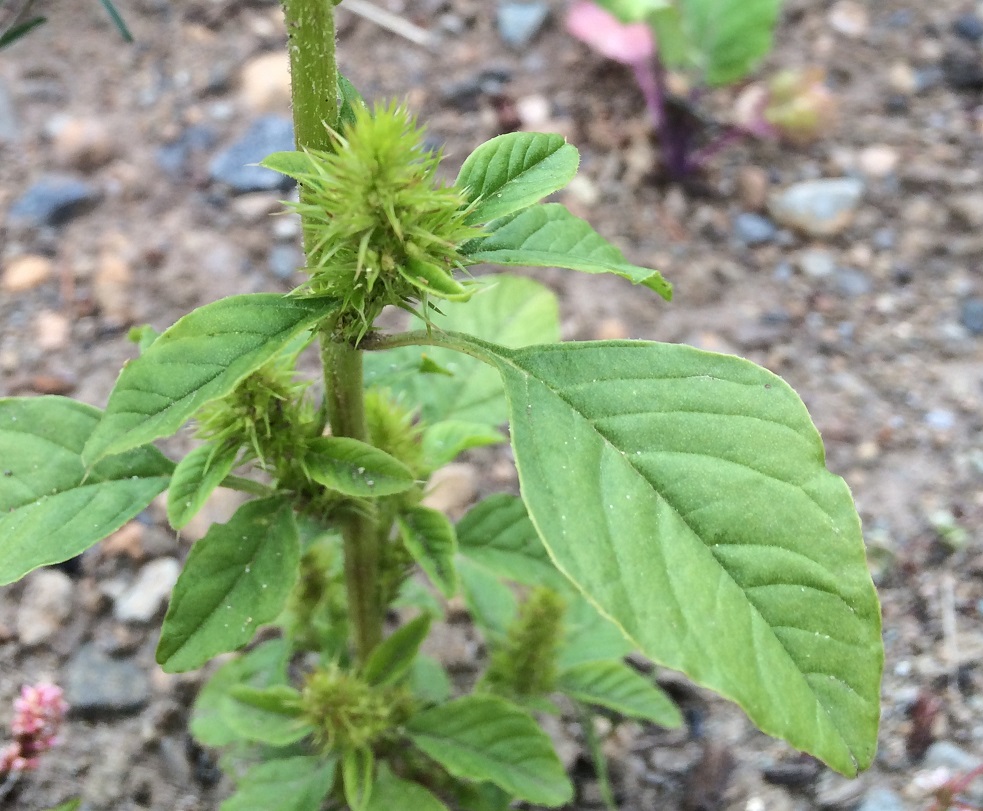 Amaranthus retroflexus